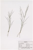 藏品(鯽魚草)的圖片